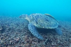 aquatic-centre-cyprus-dive-sites